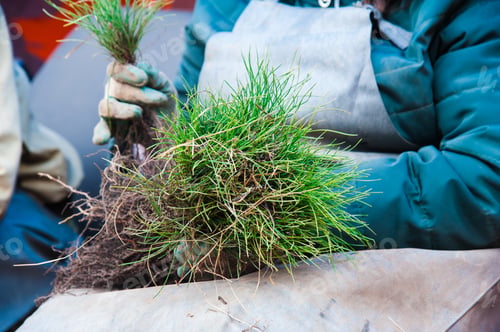 Preview: Young Pine Seedlings. Forestry And Reforestation. Planting A Forest.