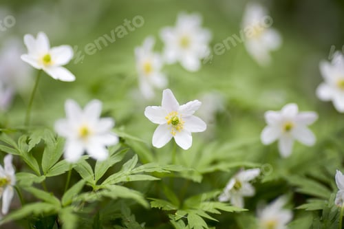 Preview: The Flowers Bloom In Spring. Beautiful Picture.