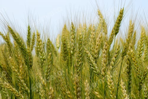 Preview: Ripening Rye On The Field In Early Summer