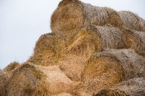 Preview: The Hay Storage Shed Full Of Bales Hay On Farm. Bales Stacked In A Pyramind