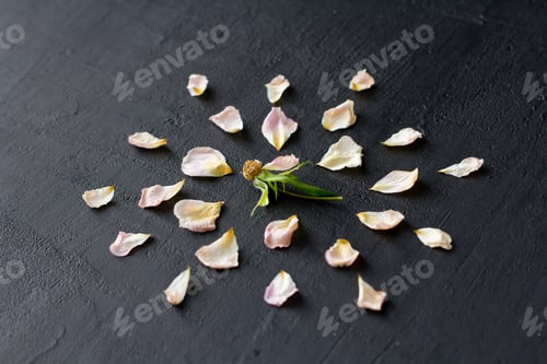 Preview: Flower Mandala On Black Dark Background. Geometrical Floral Composition. Colorful Bright Round
