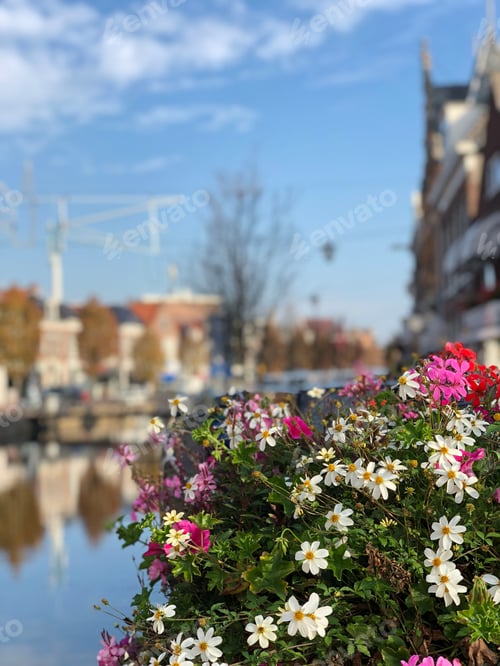 Preview: Flowers In Sneek During Autumn, Friesland The Netherlands