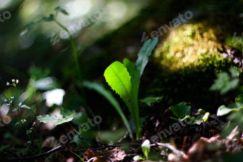 Vista previa: Green Abstract Grass Background.