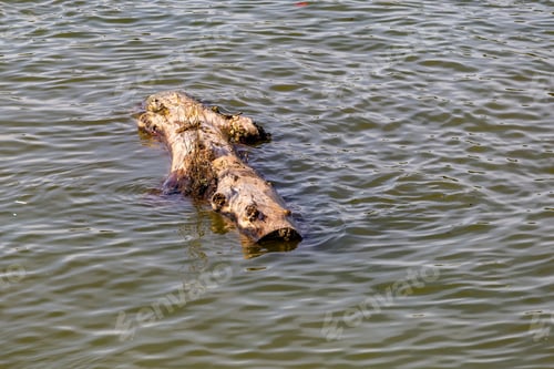 Preview: Log Floats On The River Sava, Serbia.