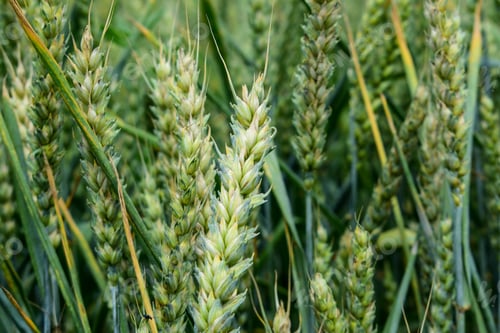Preview: Green Wheat Growing On The Field In Early Summer