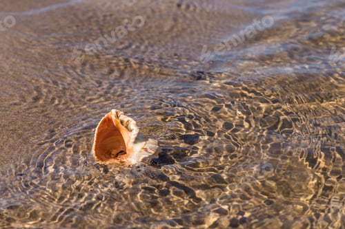 Preview: Seashell On The Sea Sandy Shore Closeup - Concept Holidays At Sea