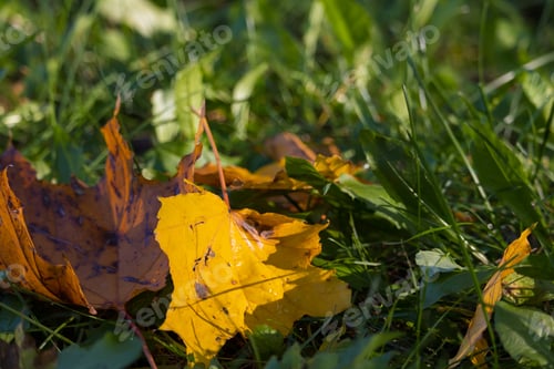 Preview: Colorful Backround Image Of Fallen Autumn Leaves Perfect For Seasonal Use, Selective Focus