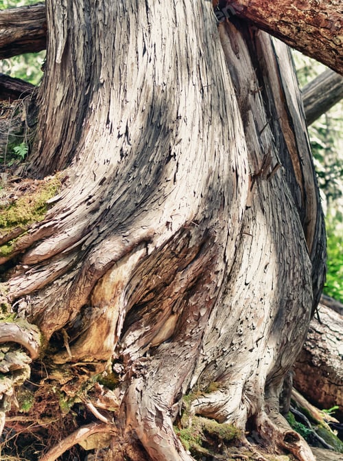 Preview: Tree Trunk In The Woods.