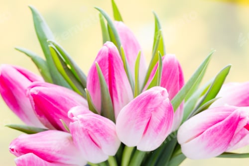 Preview: Spring Flowers. Tulip Bouquet On The Bokeh Background.