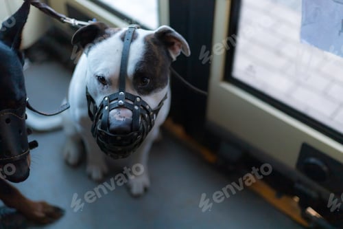 Preview: Dog Breed Pitbull In Public Transport. Selective Focus With Blurred Background. Shallow Depth Of