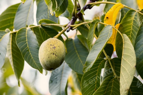 Preview: Green Walnut Growing On The Tree. Fresh Green Walnut With Leaves On A Tree Branch.