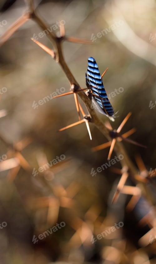 Preview: Bird Feather, Jay Feather On Thorns, Spring Colors And Background.