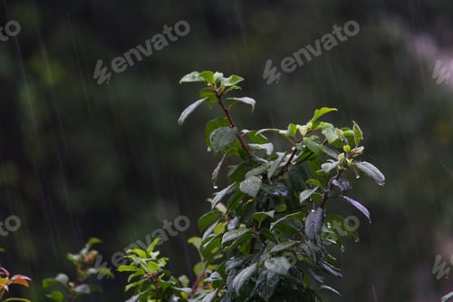 Preview: Leaves Of Trees In Rainy, Cloudy Weather On A Gloomy Evening