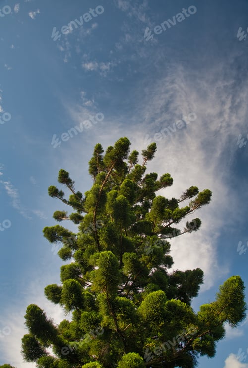Preview: Beautiful Tall Tree , Skyward View On A Beautiful Sunny Day. Nature Concept.