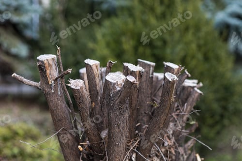 Preview: Branches Cut With Pruners In The Garden. Shrub And Tree Care. Background