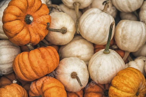 Preview: Pumpkins On Sale At One Of The Street Seasonal Markets In Sweden.