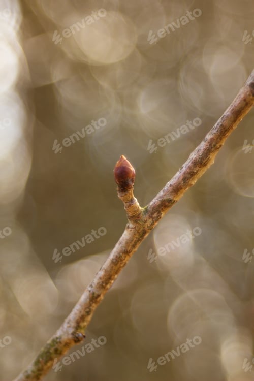 Preview: Spring Twig Budding Buds Leaves Flowers Spring Nature Background.