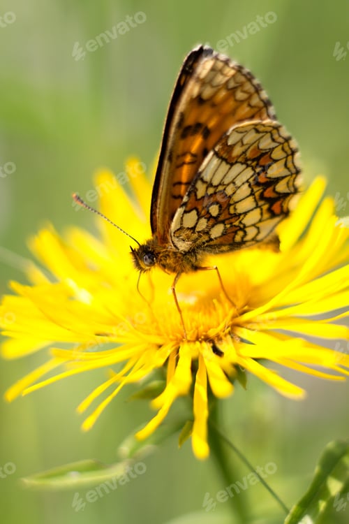 Preview: Summer Scene, Butterfly On Flower - Little Melanargia (Melanargia Galathea)