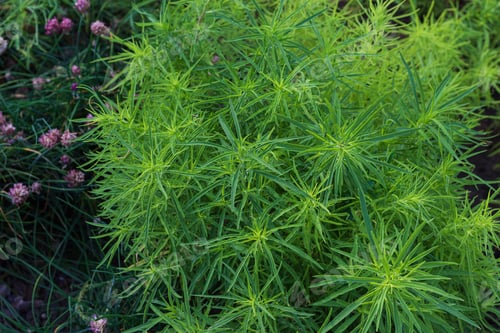 Preview: Decorative Herb On A Bed Of A City Park. Background