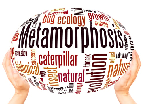 Preview: Metamorphosis Word Cloud Hand Sphere Concept On White Background.