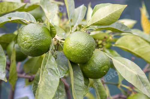 Preview: Green Mandarins On A Branch At Tivoli, Italy. Unripe Tangerine.