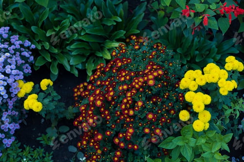 Preview: A Very Beautiful Flower Bed. Landscaping And Greening Of The Environment. Abstract Background For