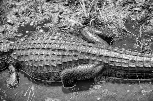 Preview: Overhead View Of Alligator In The Everglades.
