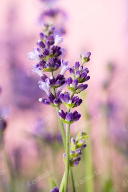 Preview: Lavender Flowers On A White Background.
