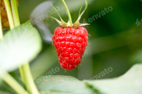 Preview: Eco Raspberry Ripe Close Up In The Garden.