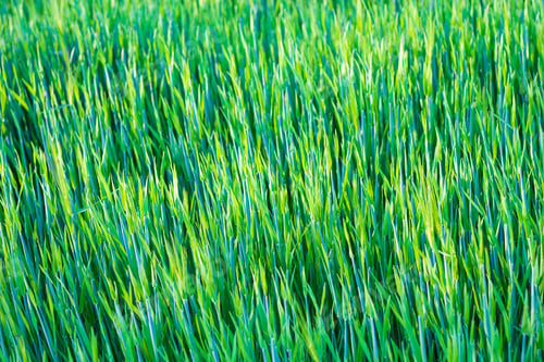 Preview: Green Young Rye Background