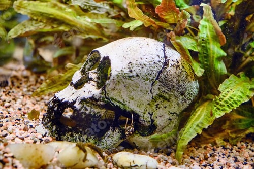 Preview: Dead Among The Algae. Death On The Bottom Aquarium Under The Water. Skull In The Aquarium Next To