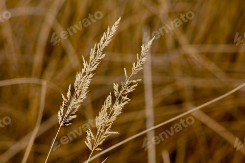 Preview: Dry Summer Grass Background.