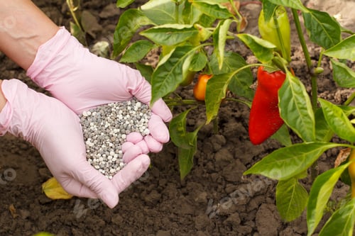 Preview: Farmer Hands In Rubber Gloves Holds Chemical Fertilizer To Give It To Bell Pepper Bushes In The