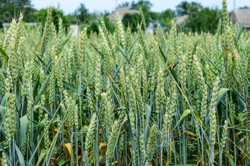 Preview: Green Wheat Growing On The Field In Early Summer