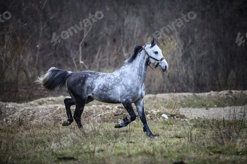 Preview: Color Image Of A Gray Horse, Running.