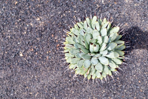 Preview: Cactus At Cactus Garden (Jardin De Cactus), Situated In The Village Of Guatiza On The Island Of