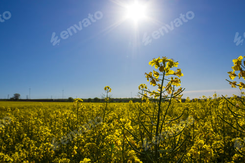 Preview: Rapeseed Field. Important Oilseed; The Economic Importance Of Rape By The End Of The 20Th Century