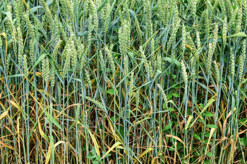 Preview: Green Wheat Growing On The Field In Early Summer