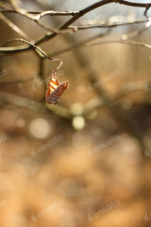 Preview: A Dry Brown Leaf On A Twig, Brown Natural Background.