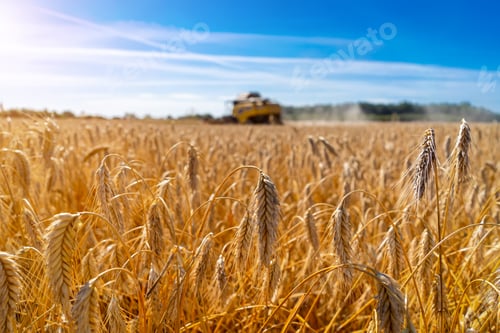 Preview: Ripe Ears Of Wheat. Harvesting By Combine Harvesters