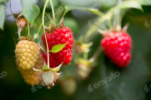 Preview: Eco Raspberry Ripe Close Up In The Garden.