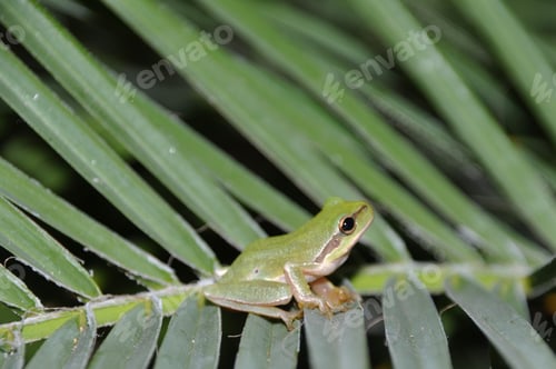 Preview: Gorgeous Tree Frog On Palm Tree Leaves In Kos, Greece