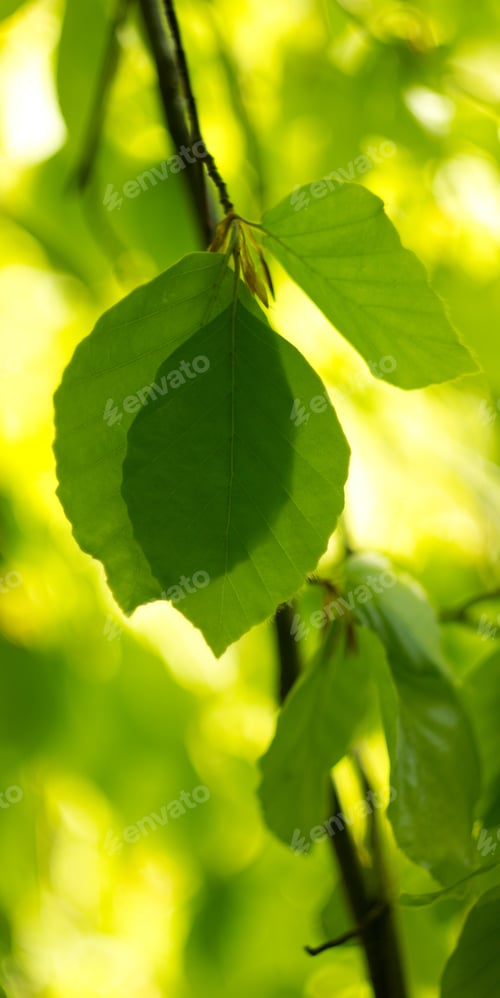 Preview: Beech Leaf Twig, Green Spring And Summer Background, Summer Park, Oak Branch.