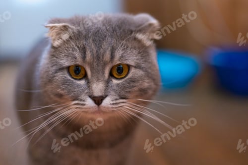 Preview: Scottish Fold Cat, Lifestyle Muzzle. Selective Focus With Blurred Background.