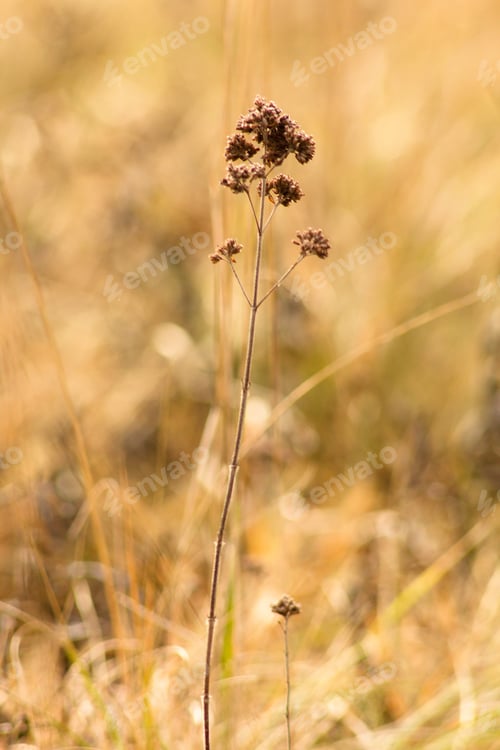 Preview: Dry Summer Flowers On A Meadow In Winter