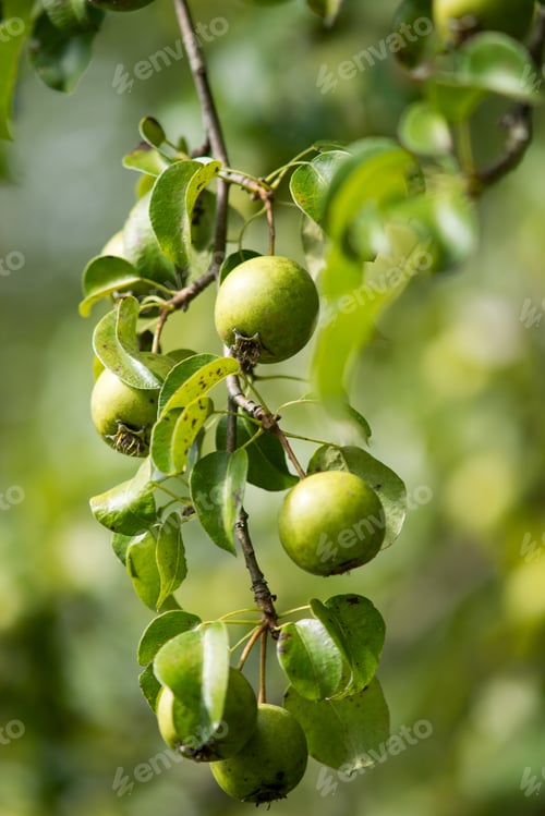 Preview: Green Apples On An Apple Tree On The Organic Farm.