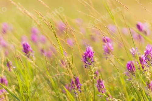 Preview: Summer Wildflowers In The Field On A Blurred Background