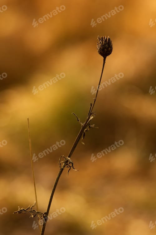 Preview: A Dry Flower, Thistle In The Winter, On A Colorful Autumnal Background.