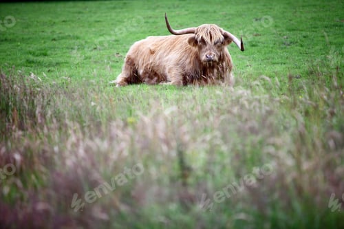 Preview: Color Image Of A Highland Cow On A Green Field.