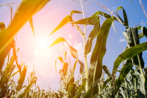 Preview: A Big Green Field Of Corn And Summer Blue Sky. Background